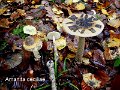 Amanita ceciliae-amf215-2